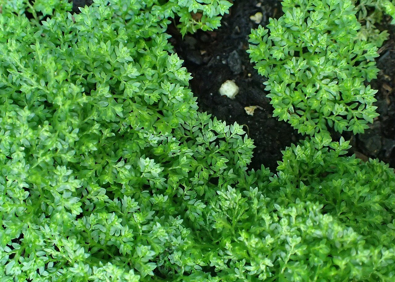 Selaginella apoda - Meadow Spike Moss