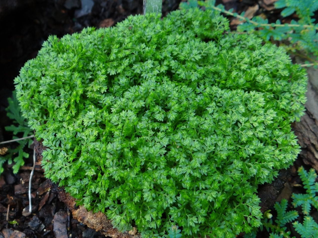 Selaginella apoda - Meadow Spike Moss