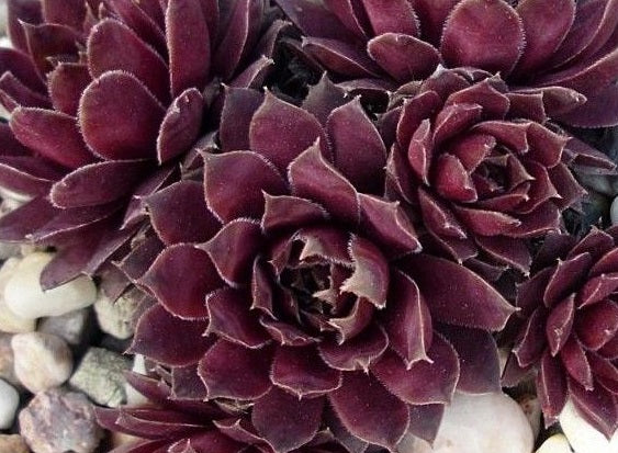 Sempervivum - CENTENNIAL - Houseleek