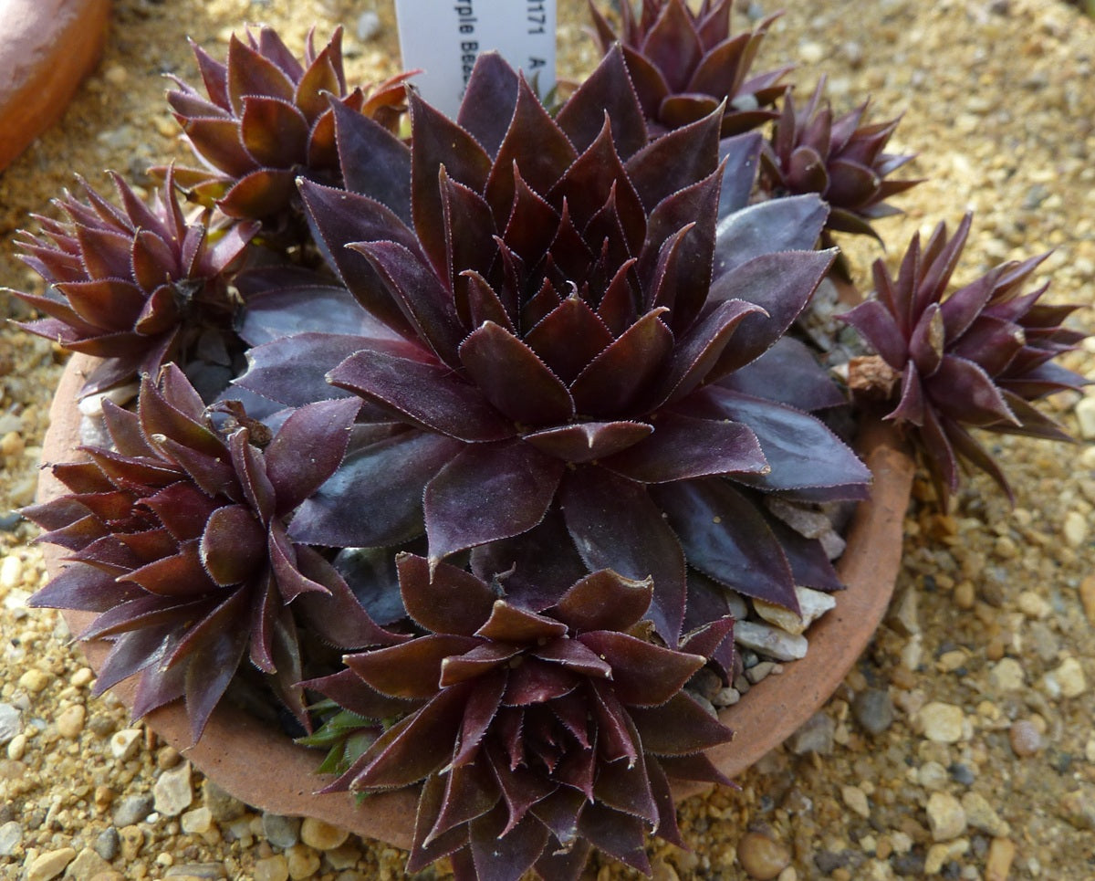 Sempervivum - DARK BEAUTY - Houseleek