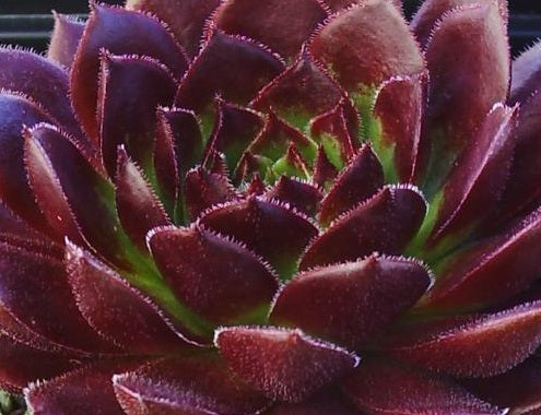 Sempervivum - GABRIELLE - Houseleek