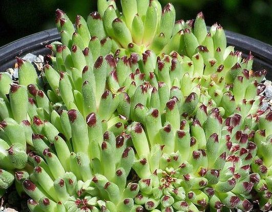 Sempervivum calcareum - GRIGGS SURPRISE / MONSTROSUM - Roof Houseleek