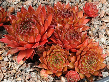 Sempervivum tectorum - HART - Houseleek