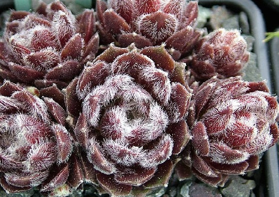 Sempervivum - ICICLE - Houseleek