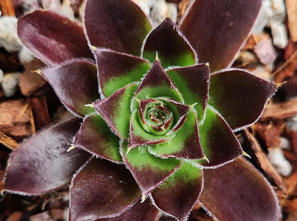 Sempervivum heuffelii - INFERNO - Houseleek