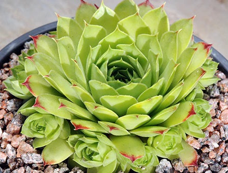 Sempervivum calcareum - LIMELIGHT - Roof Houseleek