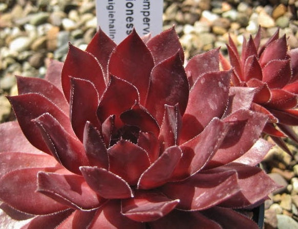 Sempervivum - LIONESS - Houseleek