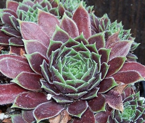 Sempervivum - MAYTIME - Houseleek
