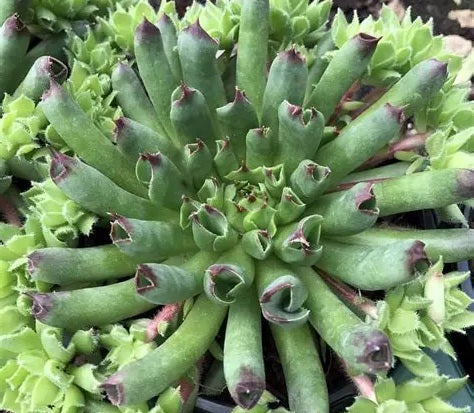 Sempervivum - ODDITY - Houseleek