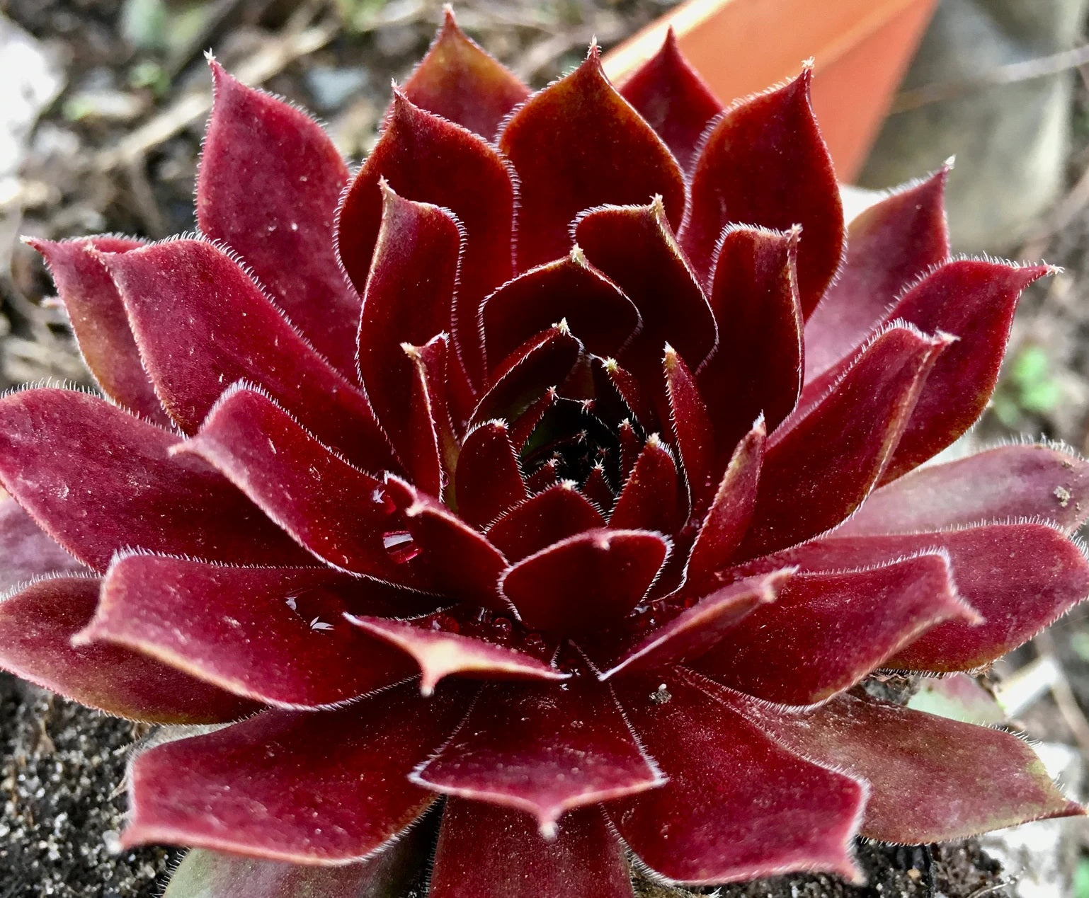 Sempervivum - PACIFIC RED ROSE - Houseleek