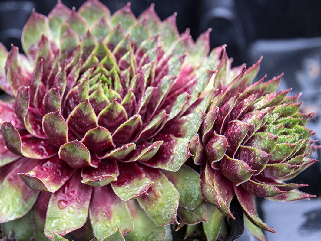 Sempervivum - PURPLE DAZZLER - Houseleek