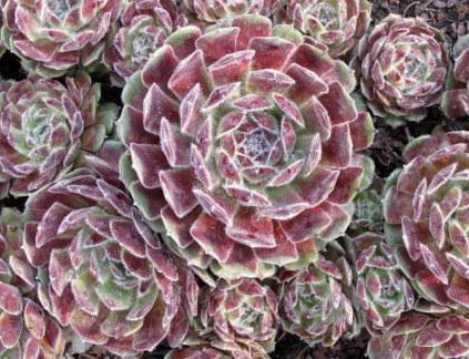 Sempervivum - RASPBERRY ICE - Houseleek