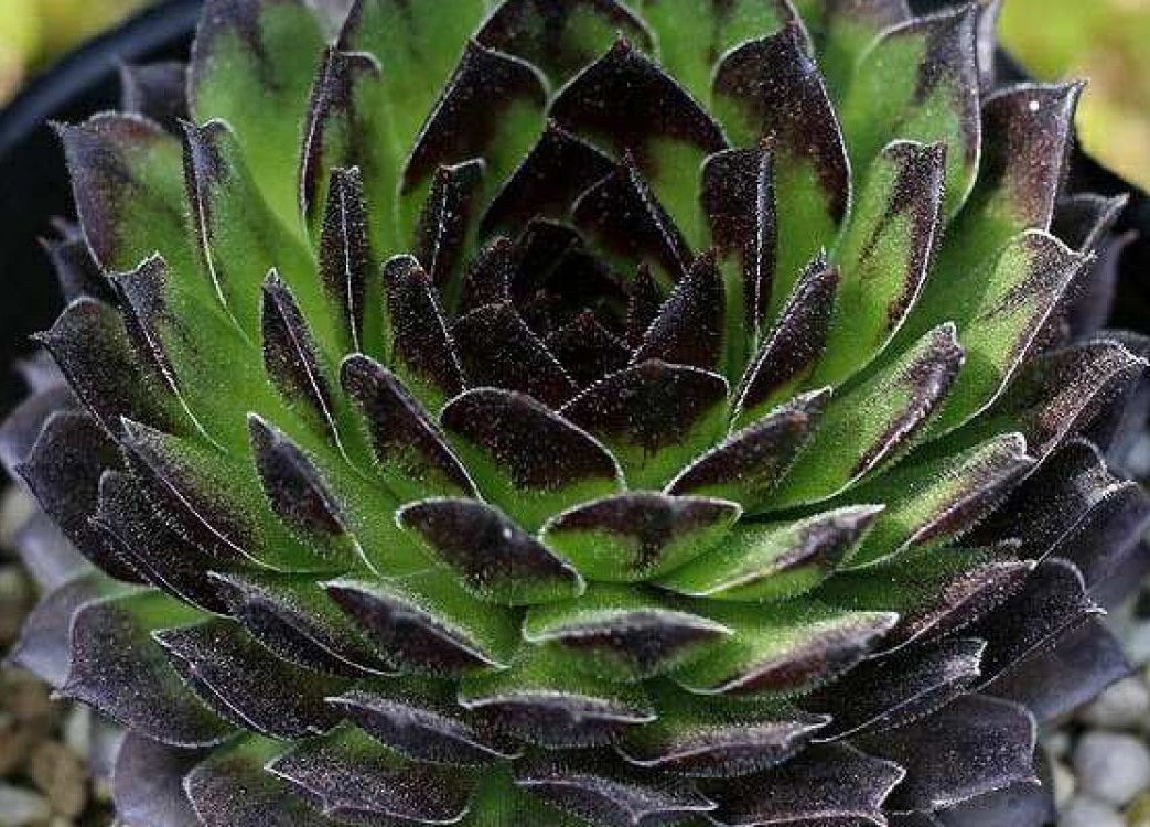 Sempervivum vicentei - REINHARDT - Vicentes Houseleek