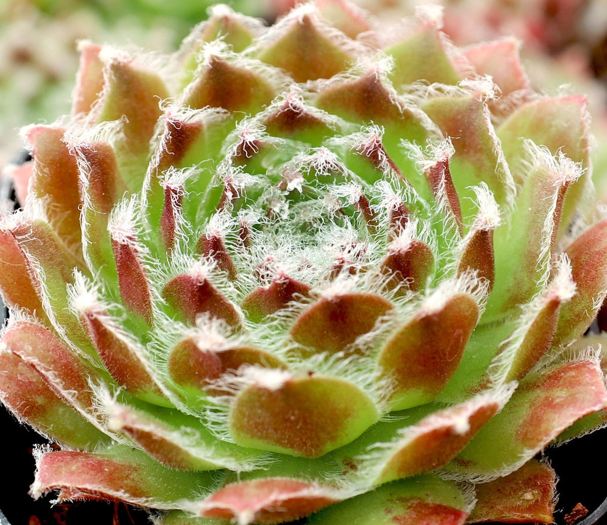 Sempervivum - SKROCKI'S BEAUTY - Houseleek