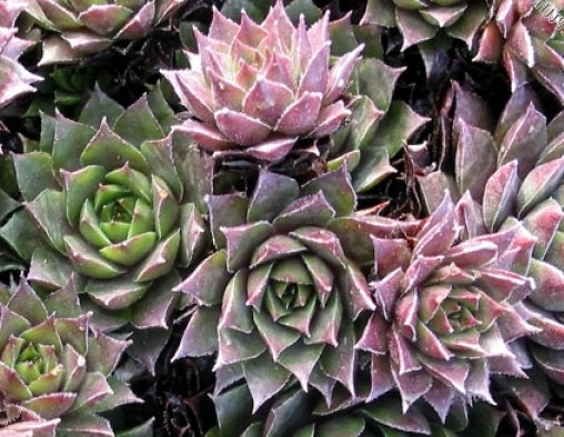 Sempervivum - SLABBERS SEEDLING - Houseleek