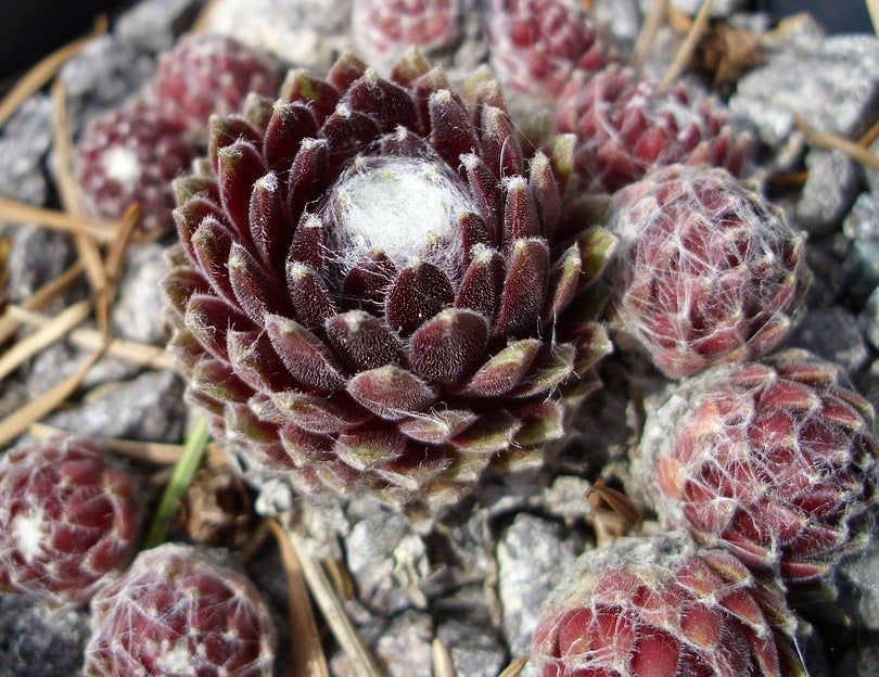 Sempervivum arachnoideum - Cobweb HouseLeek