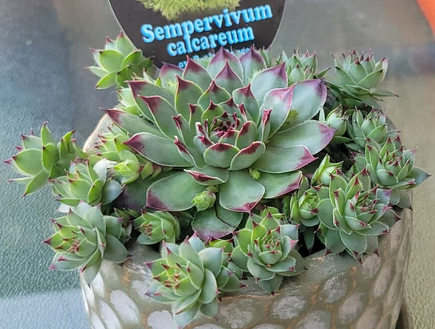 Sempervivum calcareum - PETITE CEUSE FORM - Roof Houseleek