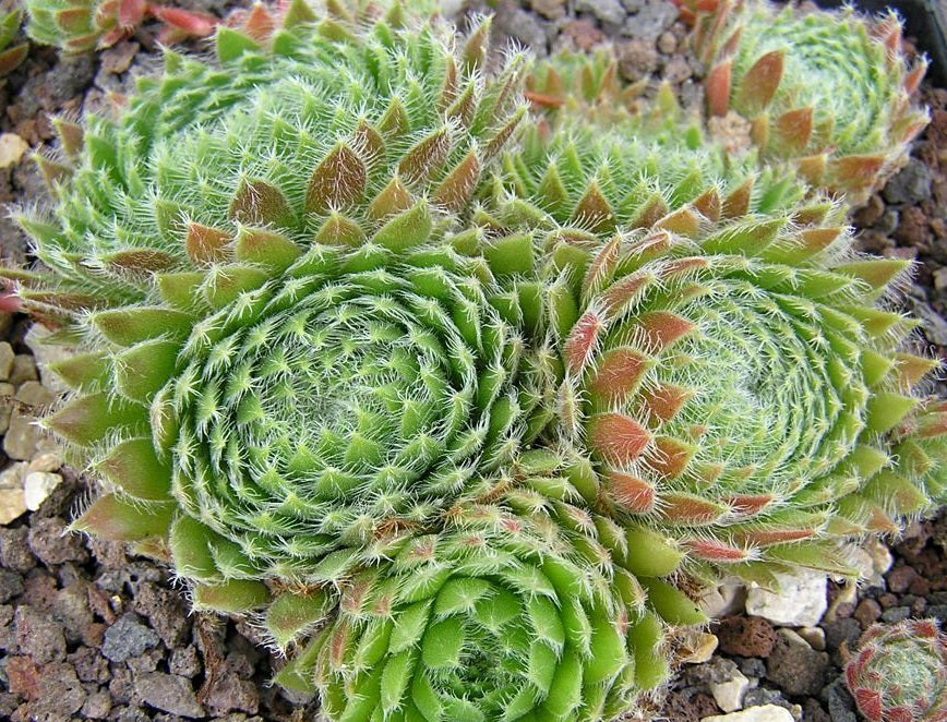 Sempervivum ciliosum - Teneriffe houseleek