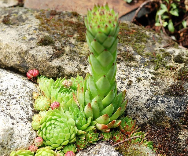 Sempervivum globiferum - Rolling Hen and Chicks