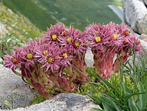 Sempervivum montanum - Mountain Houseleek