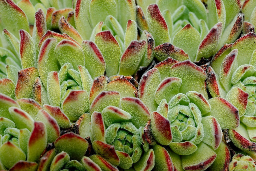 Sempervivum montanum - Mountain Houseleek