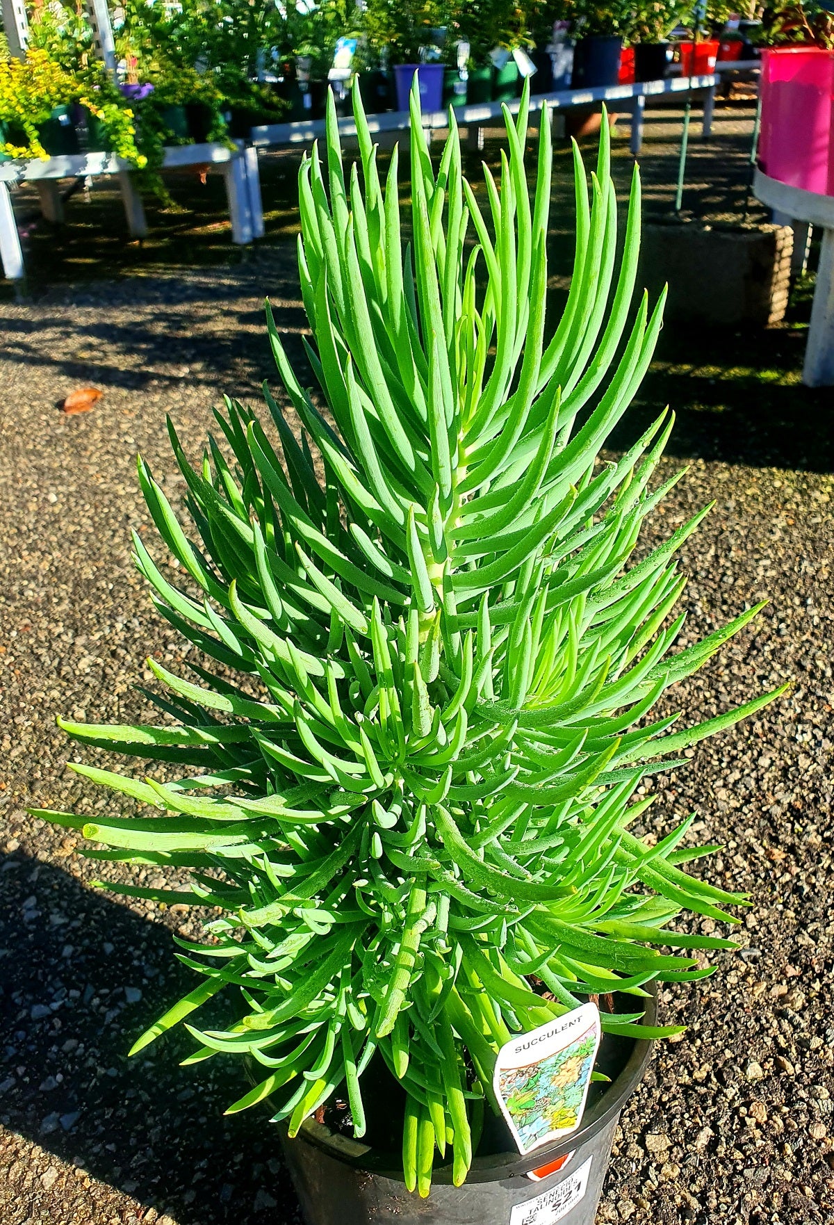 Curio talinoides - Narrow Chalksticks