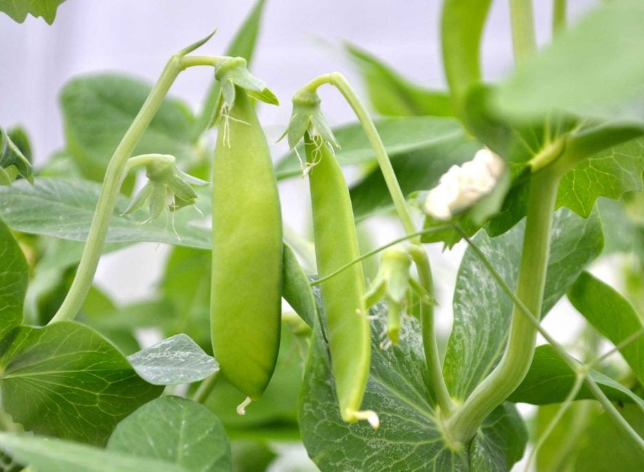 Snow Pea Dwarf - Pisum sativum - Diggers