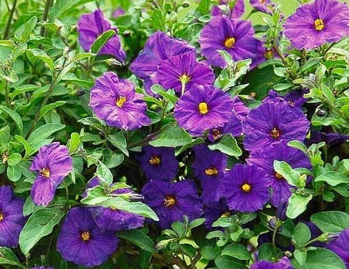 Lycianthes rantonnetii - ROYAL ROBE - Paraguay Nightshade