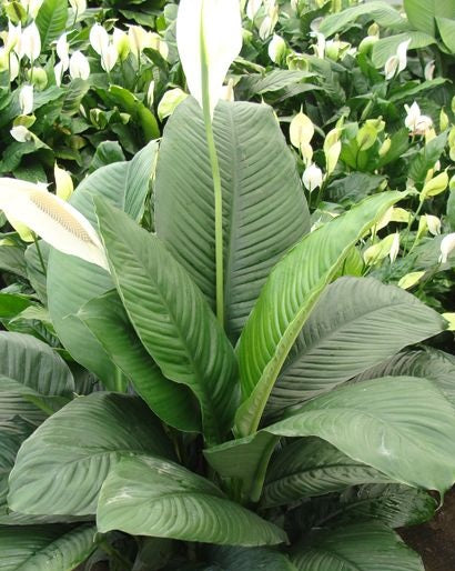 Spathiphyllum - SENSATION LITTLE - Dwarf Giant Peace Lily