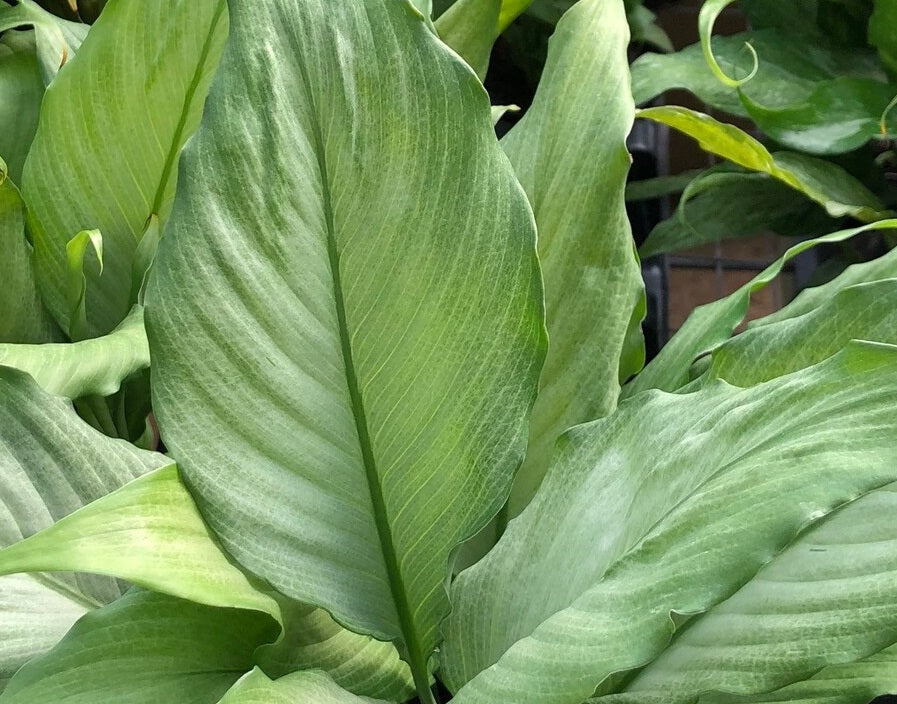 Spathiphyllum - PLATINUM MIST - Variegated Peace Lily