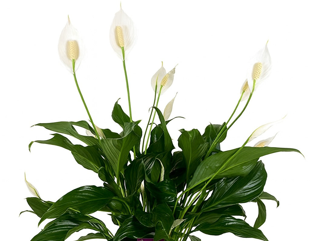 Spathiphyllum - SWEET BENITO - Peace Lily