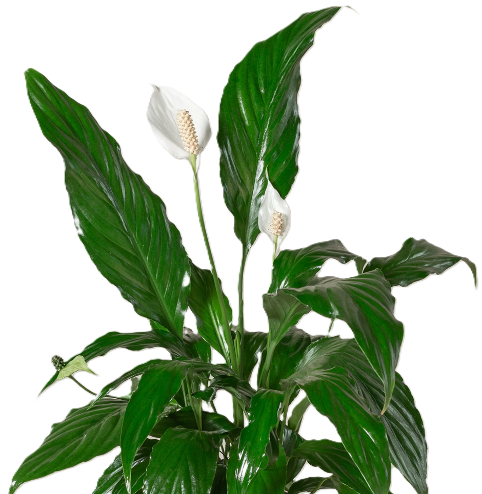 Spathiphyllum - SWEET ROCCO - Peace Lily