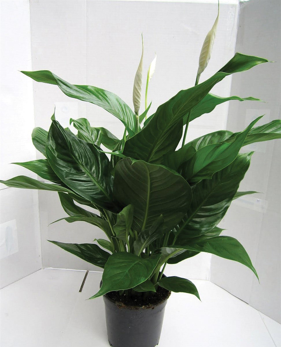 Spathiphyllum - SWEET ROMANO - Peace Lily