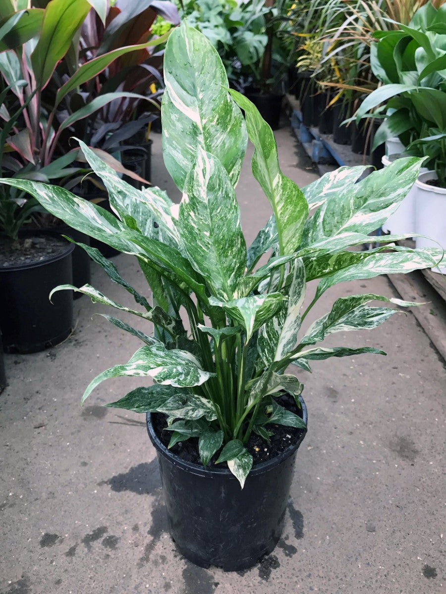 Spathiphyllum - DOMINO - Variegated Peace Lily