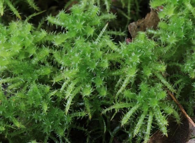Sphagnum Moss Live