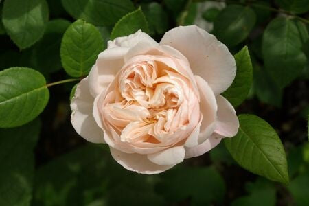 Rose - ST CECILIA
