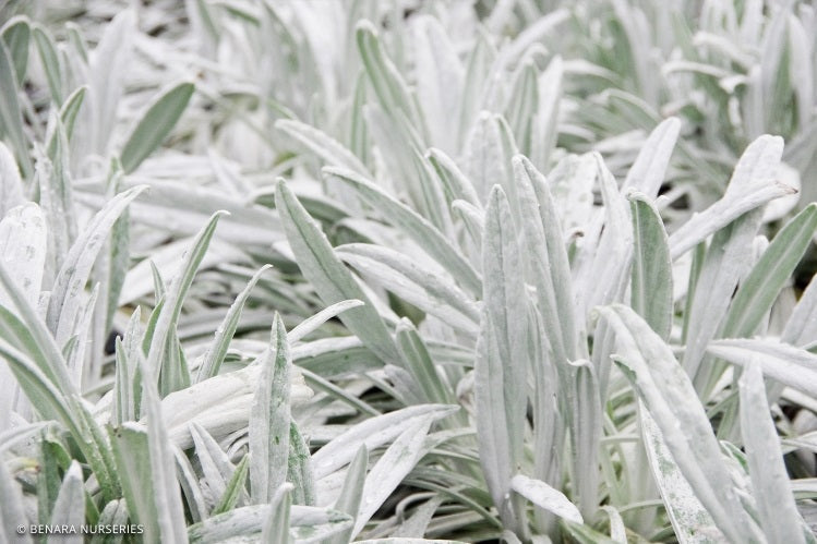 Stachys byzantina - MOONLIGHT - Lambs Ear