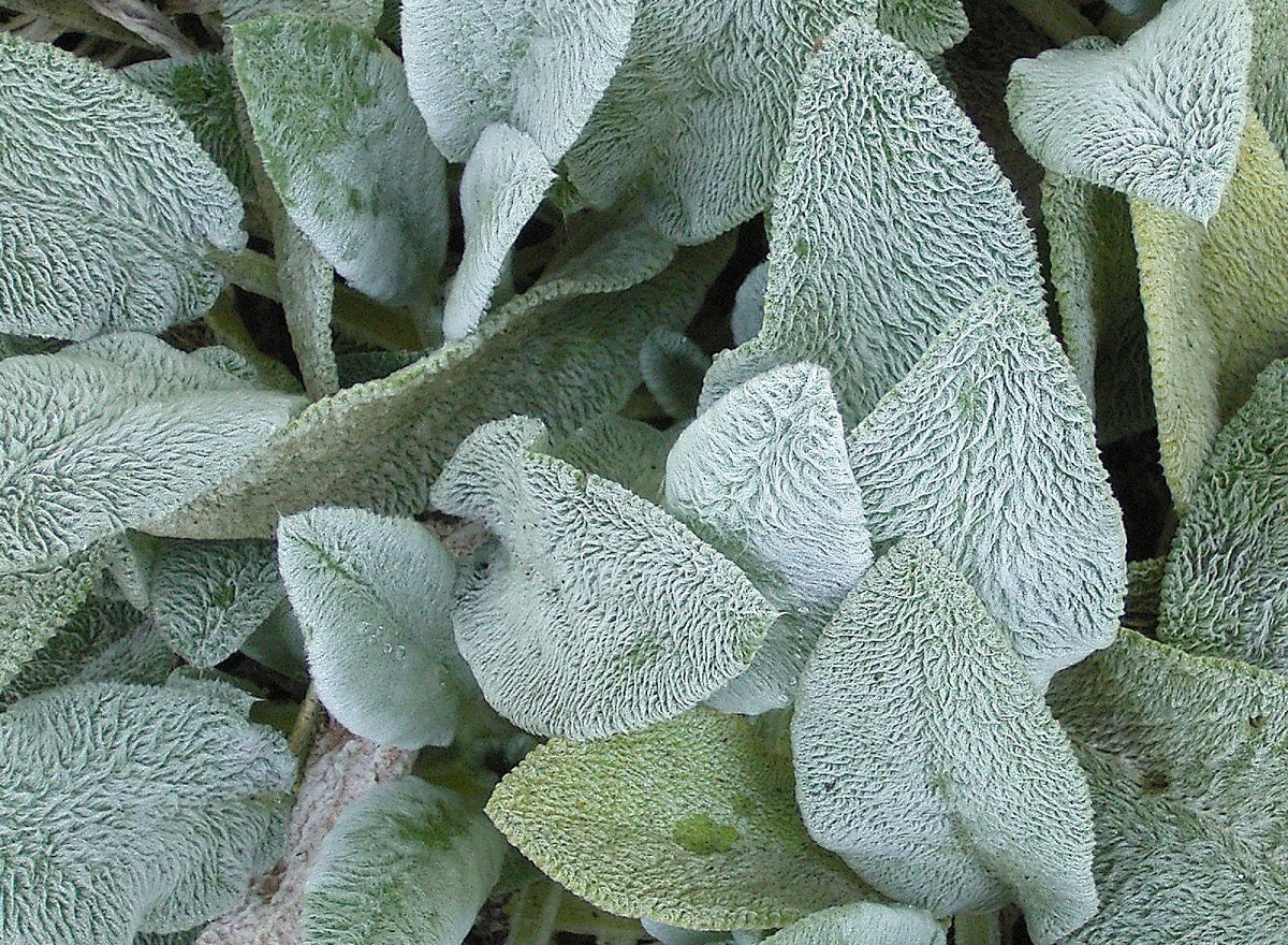 Stachys byzantina - Lambs Ear