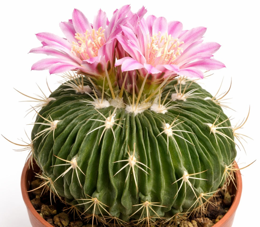 Stenocactus - Wavy Brain Cactus
