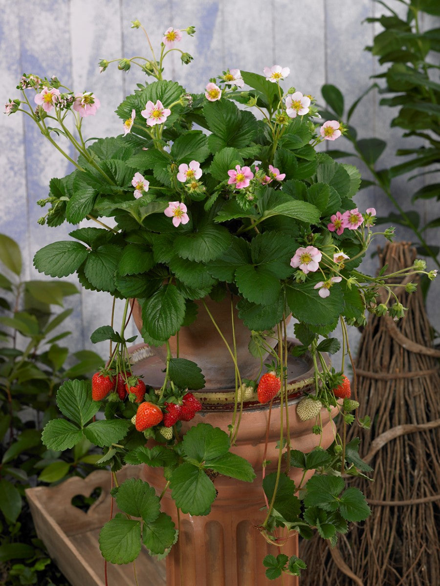 Strawberry - ROMAN - Fragaria x ananassa