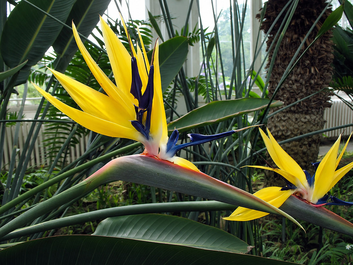 Strelitzia reginae - MANDELA'S GOLD - Bird of Paradise