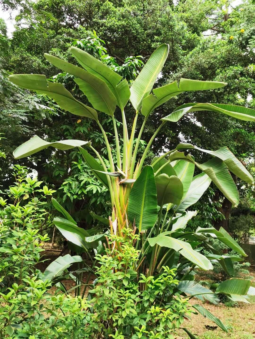 Strelitzia nicolai - Giant White Bird of Paradise
