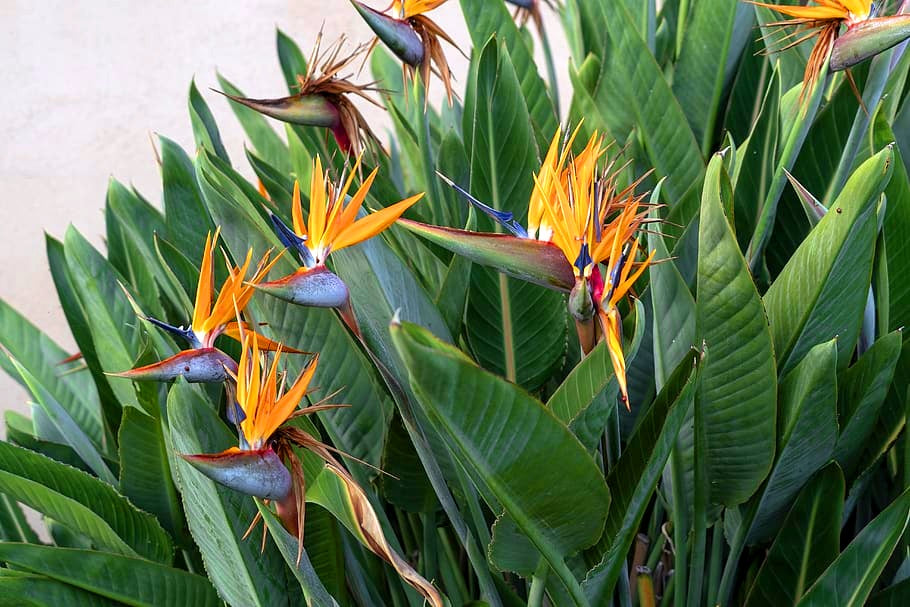 Strelitzia reginae - Bird of Paradise