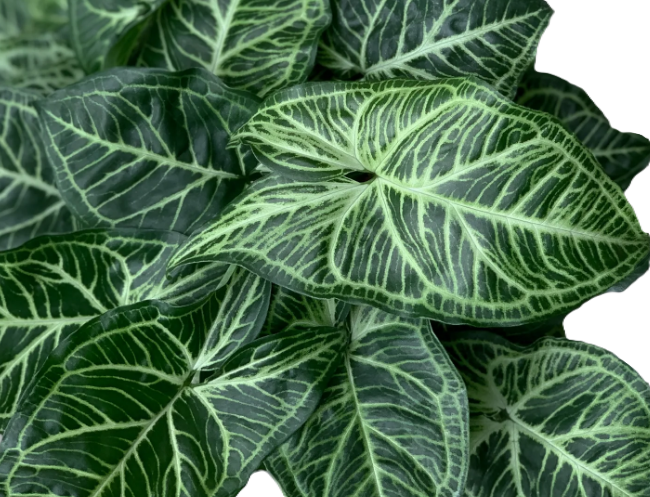 Syngonium podophyllum - BATIK