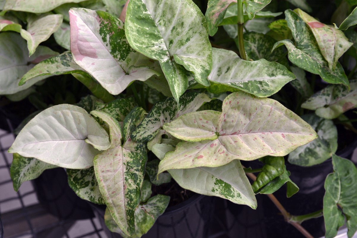 Syngonium podophyllum - CONFETTI