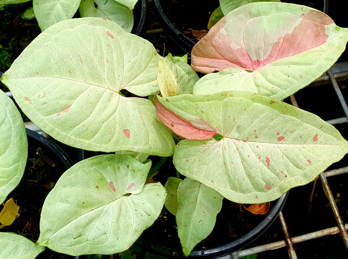 Syngonium podophyllum - CONFETTI