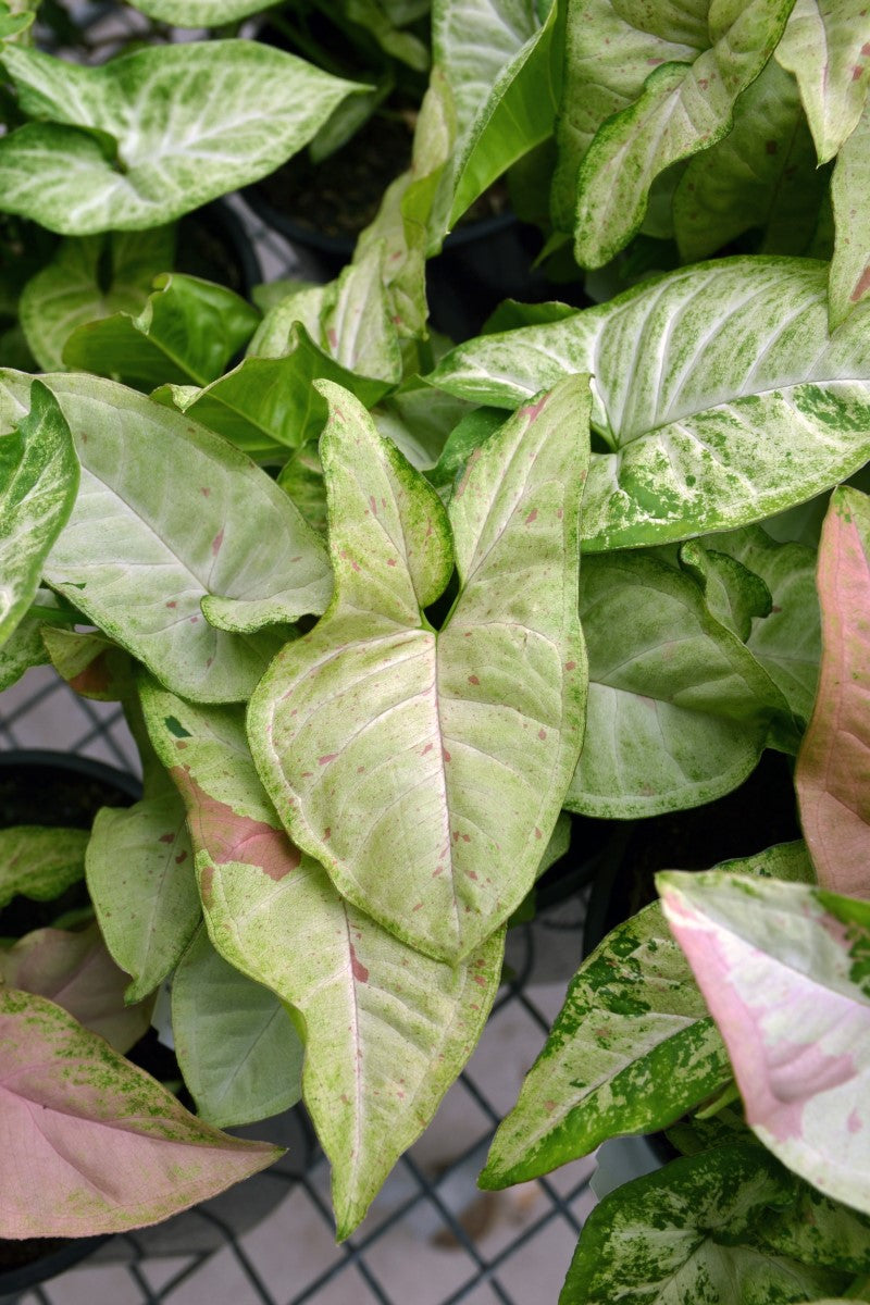 Syngonium podophyllum - CONFETTI