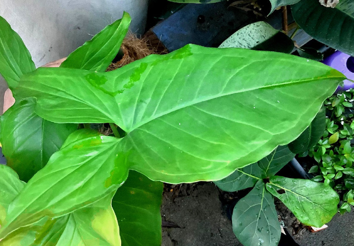 Syngonium podophyllum - GREEN ARROW