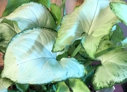 Syngonium podophyllum - HOLLY