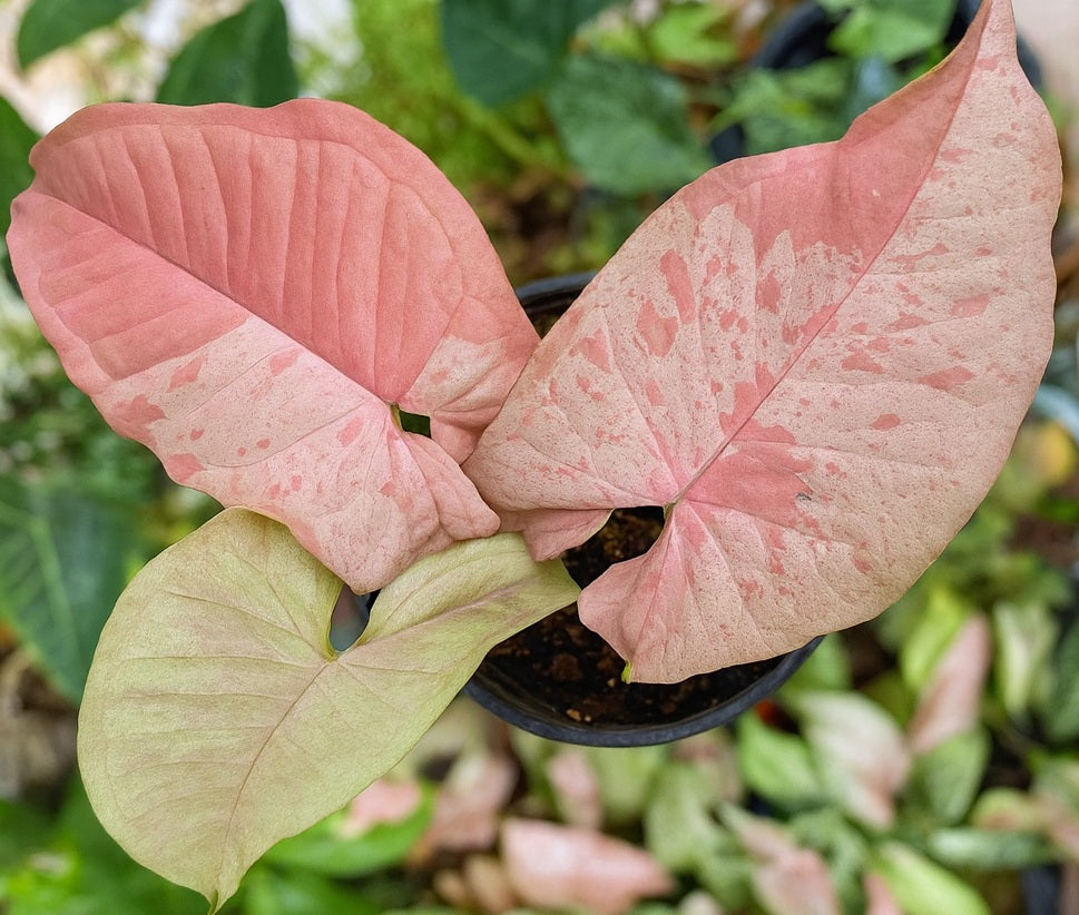 Syngonium podophyllum - PINK SPOT